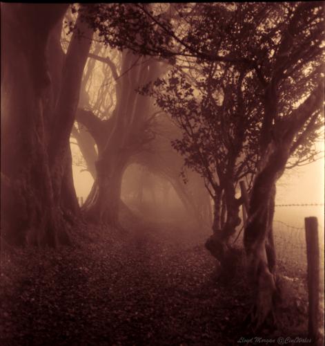 Foggy Woods, medium format film