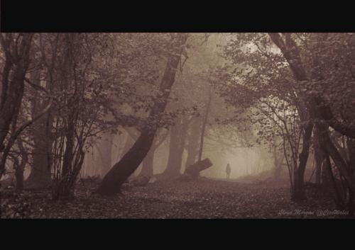Foggy Woods, medium format film
